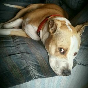 Meet your Posher, Chuck